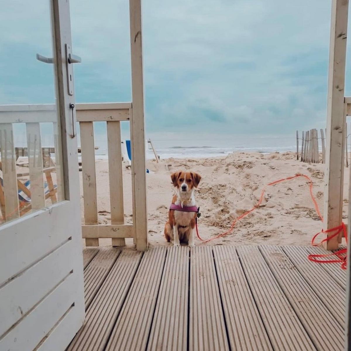 voor het geval dat rook ontbijt Hond mee op vakantie | Strandhuisjes Willy Zuid